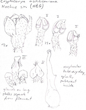 Vorschaubild Cryptocarya aschersoniana Mez